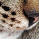 kokainlisigara avatar