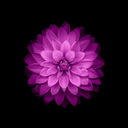 kokina-kizoku avatar