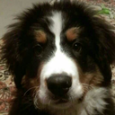 kokolinoicoino avatar