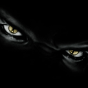 kolletscollection avatar