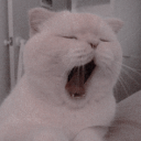 komorebi-wabi-sabi avatar