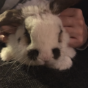 konglomerater avatar