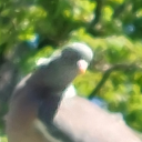 konijnenbijter avatar