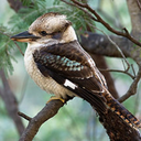 kookaburra-death-machine avatar