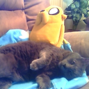 kookaburrabot avatar