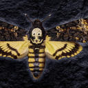 kookiedeadbutterflies avatar