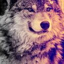 kool-aid-wolf-blog avatar