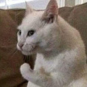 koolaidchawanjia avatar