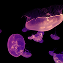 koooooooooouya-love avatar