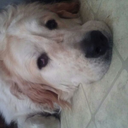 koovaislife25 avatar