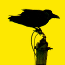 koracoid avatar