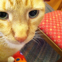 kordeliafawkes avatar