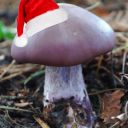 kortinarius-archerus avatar