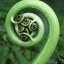 koru8 avatar