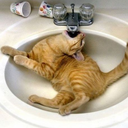 koshi-poffington avatar