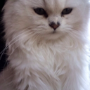 kouhai-kitten avatar