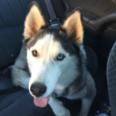 kovu-the-husky avatar