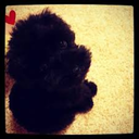 kpop-obsessed-love avatar