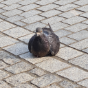 kralik-bez-klobouku avatar