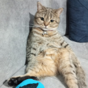 kralikincisulugoz avatar