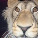 krispys-things avatar