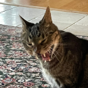 kristhestinakat avatar