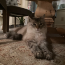 kroseswiftie13 avatar