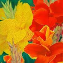 krsnaballarama avatar