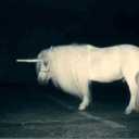 ksiezniczkajednorozcoow avatar