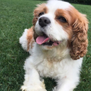 kukoricacsemege avatar