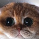 kutukutubiralar avatar