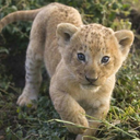 kuurushimi-blog avatar