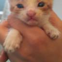 kuvettekibalik avatar