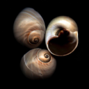 kuzularinsessizligi avatar