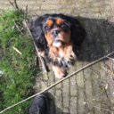 kwispelendekoeien-blog avatar