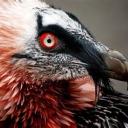 kylosbreedingkink avatar