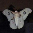 kyogroscoliosisperum avatar