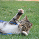 kyokapiphotography avatar