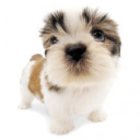 kyoshidoesart avatar