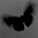 kyraavineshaa avatar