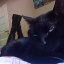 l0vergirrl444 avatar