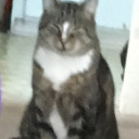 la--prima-vera avatar