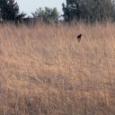 la-femme-de-stardust avatar