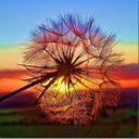 la-perle-rare avatar