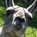 laama-naama avatar