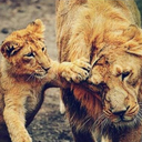 labellafiguraa avatar