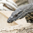 lacemonitorao3 avatar