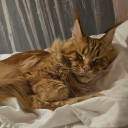 lacquernlavender avatar