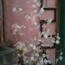 lacrymanoyume avatar