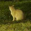 lactosefree-bdsmpretentiocrat avatar